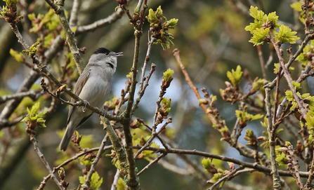 Blackcap singing in a tree with new leaves emerging by Wendy Carter
