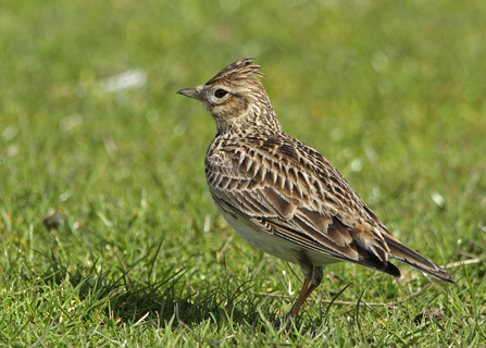 Skylark, with crest slightly raised, on grass by Roger Pannell