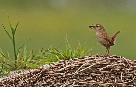 Wren standing on a hay bale with food in its beak by Wendy Carter