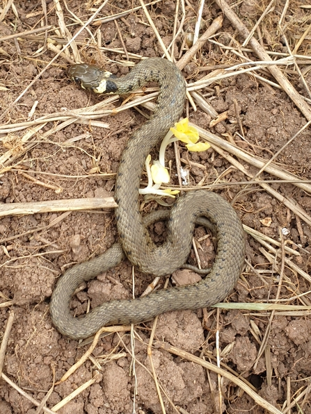 Grass snake on bare ground by Lydia Rackham