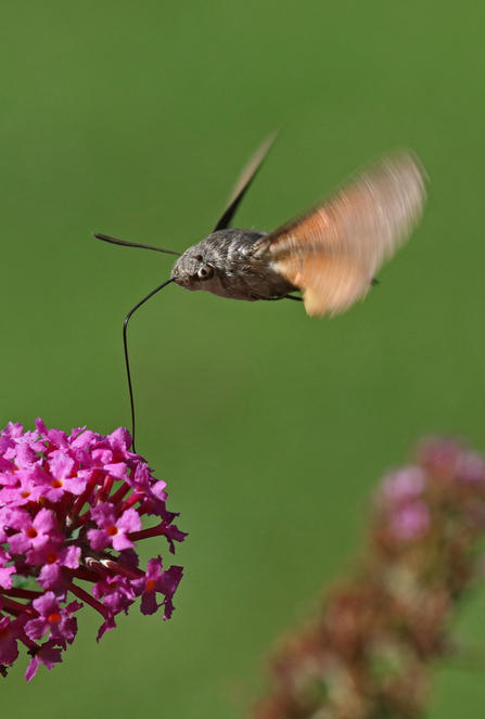 Hummingbird hawk-moth drinking nectar from a pink buddleia flower by Wendy Carter