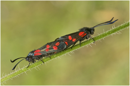 Six-spot burnet moths mating (black moths with red spots on the wings) by Barry Green