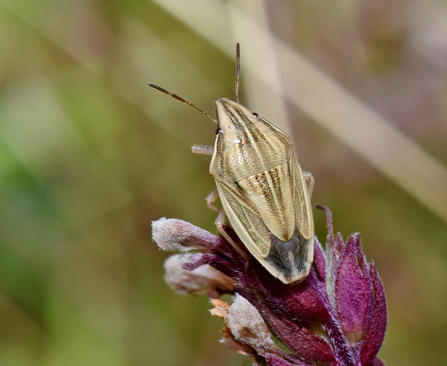 Bishop's mitre (beige and cream striped shieldbug) by Gary Farmer