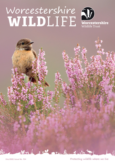 Front cover of summer 2022 magazine featuring a stonechat sitting amongst heather (by Ben Hall/2020VISION)