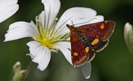 Mint moth (red wings with orange markings) sitting on a white flower by Wendy Carter