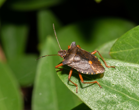 Red-legged shieldbug - mainly bronzey-brown body with red-orange legs by Gary Farmer