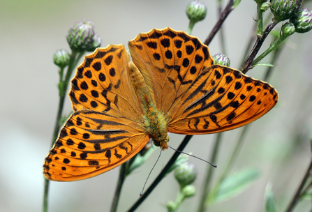 Silver-washed fritillary (orange butterfly with dark stripes and spots) by Jim Higham