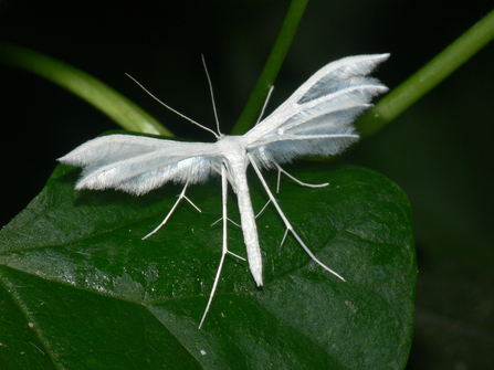 White plume moth (all white moth with plumed wings) by Bob Knight