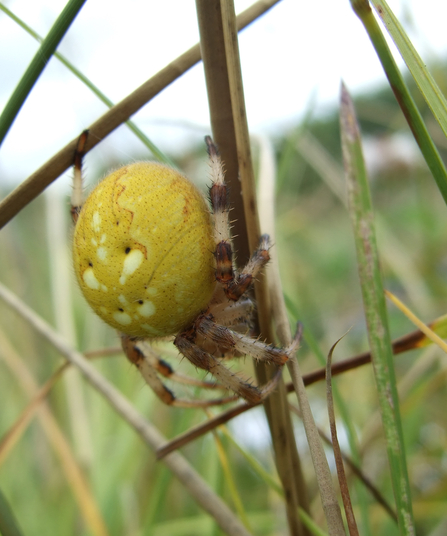 Four-spot orb weaver (round yellow spider with four cream-coloured spots on abdomen) by Ann Fells