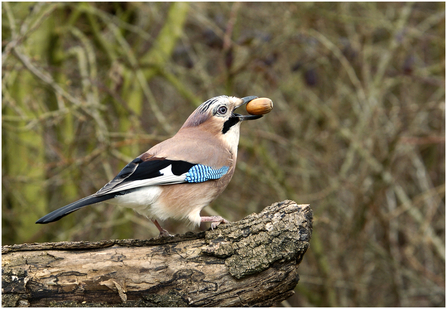 Jay with acorn sitting on a tree stump by Barry Green