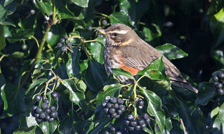 Redwing amongst ivy berries by Wendy Carter