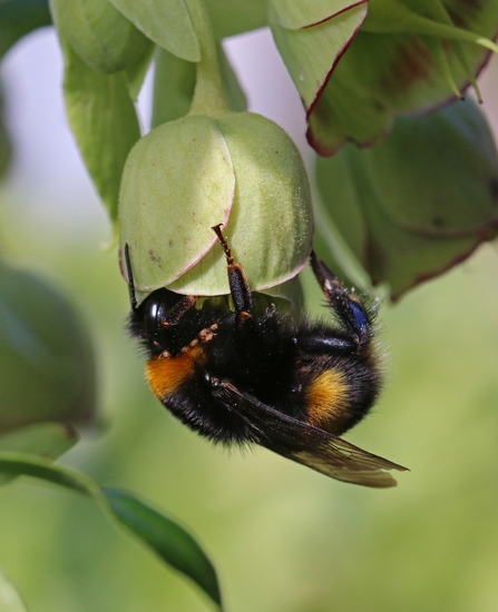 Black and golden-yellow stripey bumblebee feeding on greeny hellebore flower by Wendy Carter