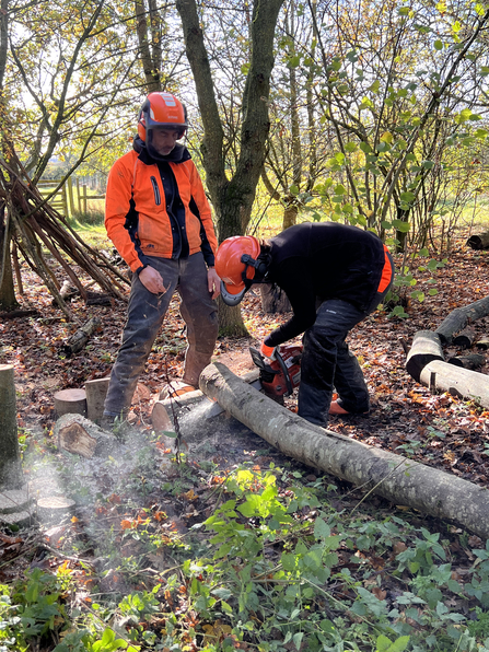 Person in protective clothing cutting a fallen tree with a chainsaw, supervised by another person in protective clothing