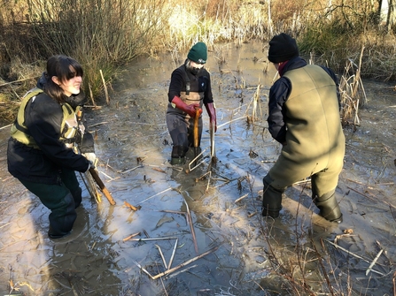 Three people in a pond trying to remove Typha roots by Catharine Jarvis