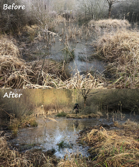 Before and after photos of Monkwood pond's Typha clearance by Catharine Jarvis