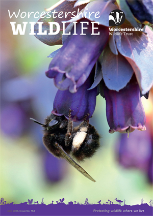Front cover of magazine with logo and words 'Worcestershire Wildlife', the photograph is a black hairy-footed flower bee feeding on a purple Cerenthe flower by Wendy Carter