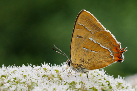 Brown hairstreak butterfly feeding on cream coloured umbel flowers by Jill Orme