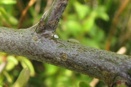 Brown hairstreak egg and caterpillar on a stem by Paul Meers
