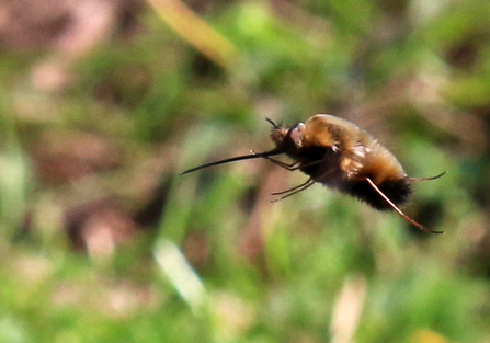 Dotted bee-fly in flight, showing the very long proboscis (tongue) at the front of the body and splayed legs at the back by Wendy Carter