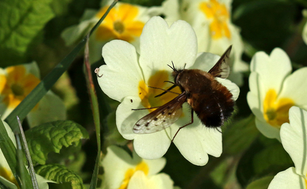 Dotted bee-fly feeding from a primrose flower, dotted wings clearly shown by Wendy Carter