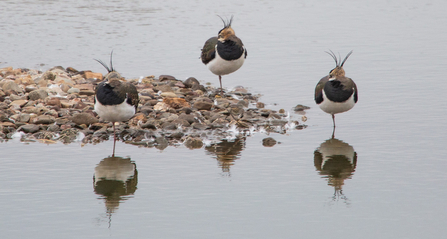 Three lapwing sitting with their heads tucked under their wings by Catharine Jarvis