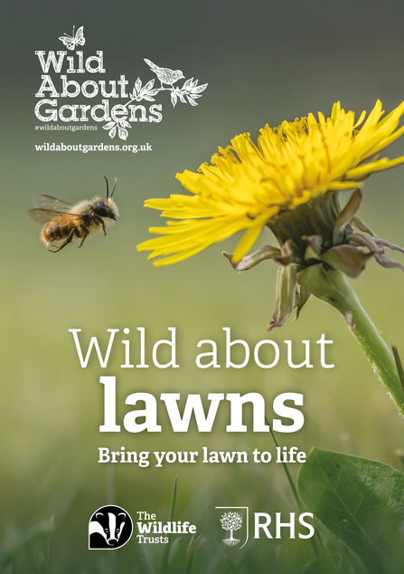 Front cover of Wild about lawns booklet with a solitary bee flying to a dandelion