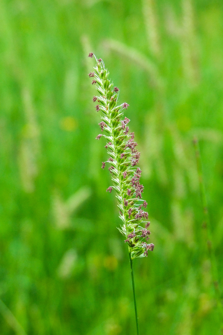 Green flowerhead of crested dog's-tail grass