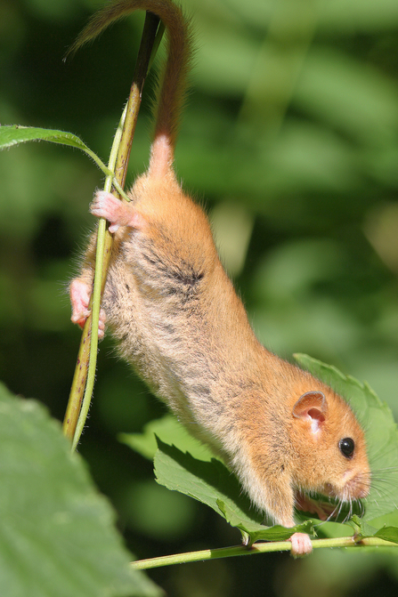 A dormouse (sandy-coloured small mammal with a long tail) stretching as it moves from one stem to another by Ian Pratt