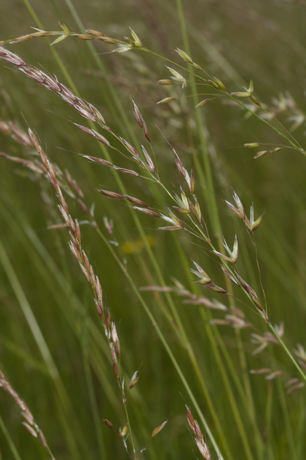 False oat-grass flowers against a green background