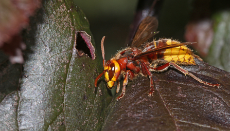 Side view of a hornet sitting on a dark leaf by Wendy Carter