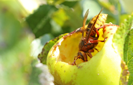 Hornet feeding from a windfall apple by Wendy Carter
