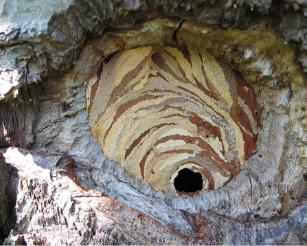 stripy patterning of a hornet nest in a tree hole by Rosemary Winnall