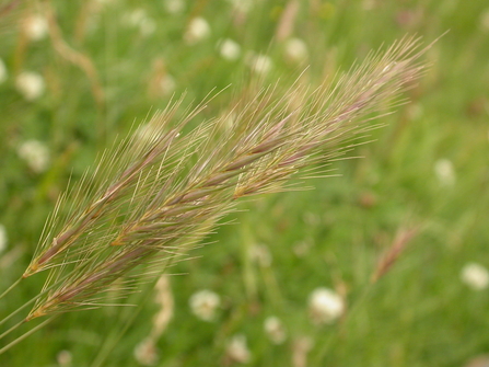 Meadow barley flowerheads against a blurred background