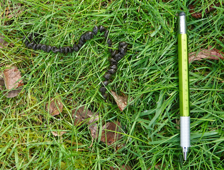 'String' of small droppings in grass with a pen next to them for scale by Catharine Jarvis