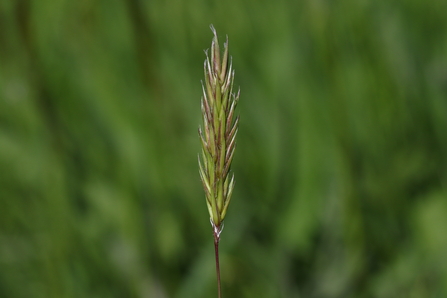 Sweet vernal-grass flowerhead against a blurred green background