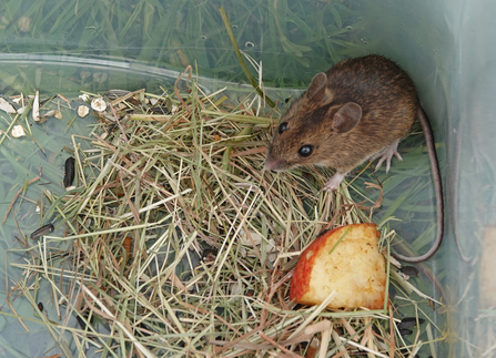 Wood mouse in the corner of a box with some dried grass, sunflower seeds and a bit of apple by Catharine Jarvis
