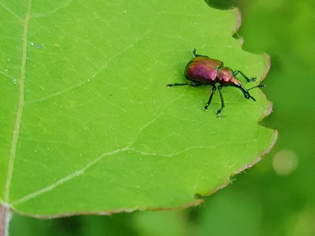 Small red-purple-iridescent insect with a long 'nose' sitting on the edge of a green leaf