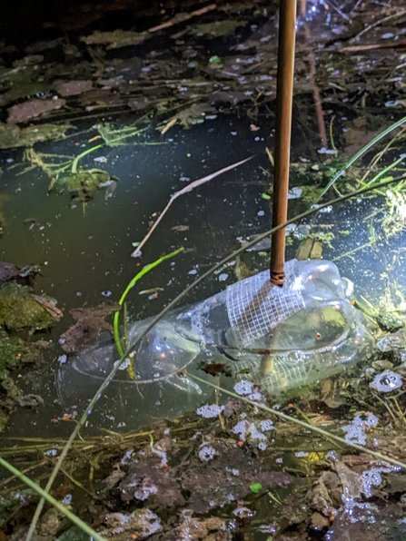 Upside down plastic bottle with a cane through it in a pond by Carolyn Franklin