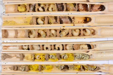 A cross section of a bee tunnel. You can see bees at different stages of development. The younger stages are at the bottom of the picture (with lots of pollen left to eat) and the older stages are at the top, with cocoons containing the pupa on the top right.