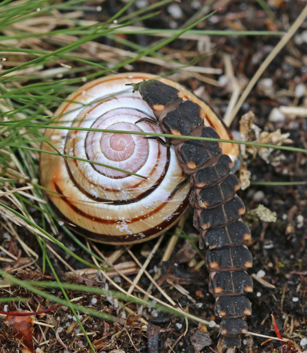 Glow worm larva (segmented body with orange tips to each segment) on a snail shell by Wendy Carter