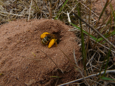 A pantaloon bee entering a hole of bare earth