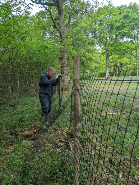 A man working on erecting a fence alongside a woodland by Charlie Harland
