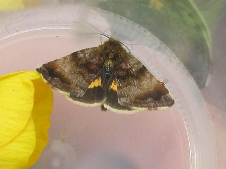 A small moth with mottled brown wings and the hint of yellow/orange in the underwing
