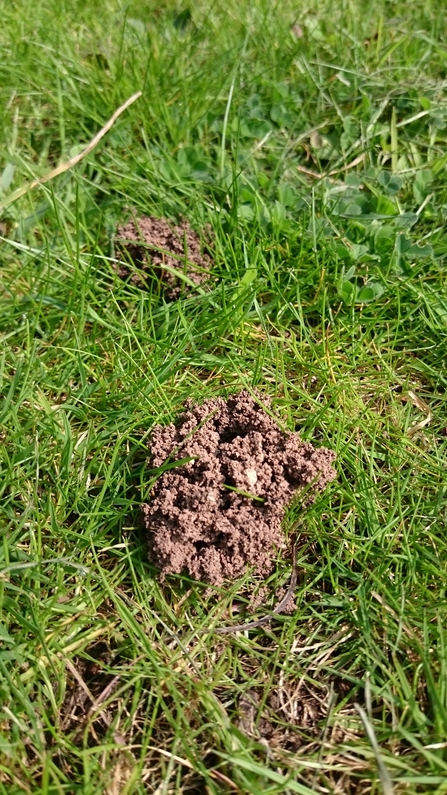 Two raised patches of earth from solitary mining bee nests