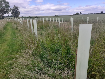 Trees planted along a field edge at Saltway Farm