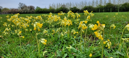 Several yellow cowslip flowers on a field at The Leys, Honeybourne