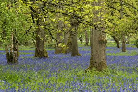 A woodland with a carpet of bluebells