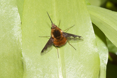 A dark-edged bee-fly perched on a green leaf