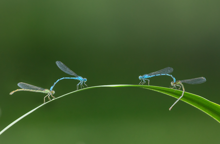 Two pairs of common blue damselflies perched on a plant