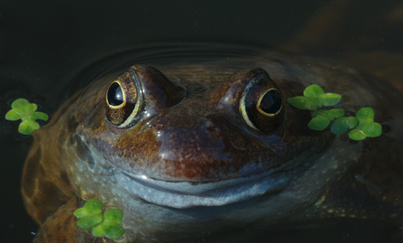 A common frog peeking its head out of water